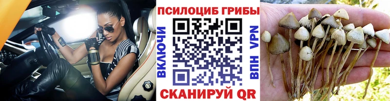 MEGA ССЫЛКА  Сургут  Галлюциногенные грибы мицелий 